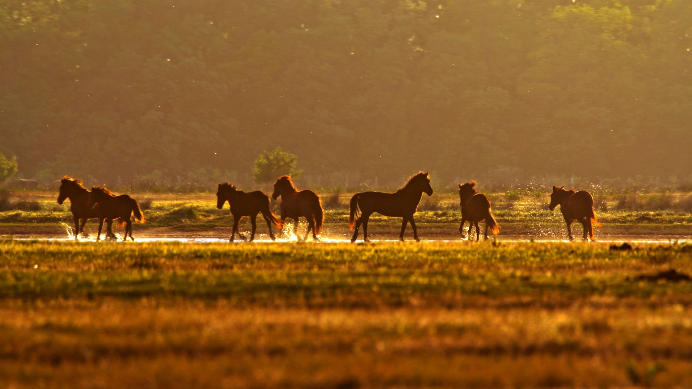 Golden sunrise over a meadow, representing hope and new beginnings